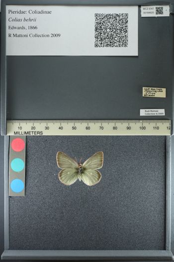 Media type: image;   Entomology 184620